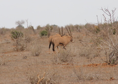 Oryx beisa callotis