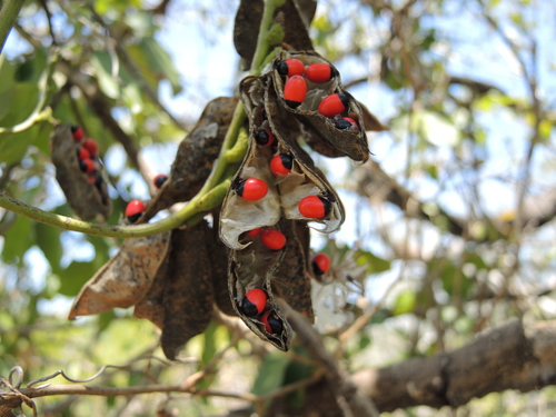 rosary pea