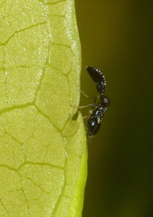Anagyrini