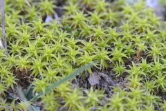 Syntrichia ruraliformis