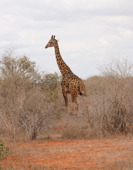 Giraffa camelopardalis