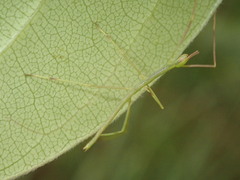 Anchiale austrotessulata