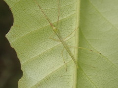 Anchiale austrotessulata