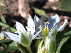 Ornithogalum lanceolatum