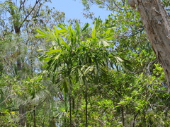 Hydriastele wendlandiana