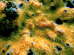 Botrylloides violaceus