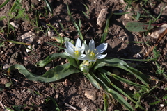 Ornithogalum lanceolatum