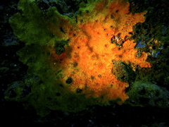 Botrylloides violaceus