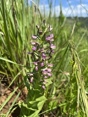 Brachycorythis ovata