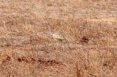 Eupodotis senegalensis