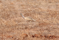 Eupodotis senegalensis