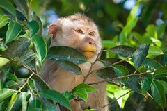 Macaca leonina