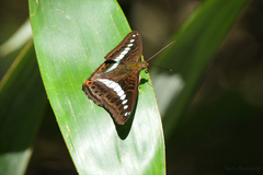 Sumalia daraxa