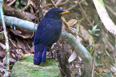 Myophonus caeruleus eugenei