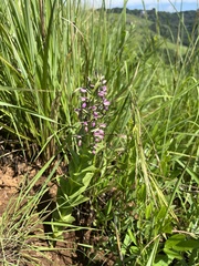 Brachycorythis ovata