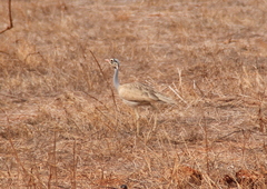 Eupodotis senegalensis