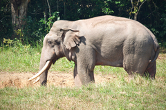 Elephas maximus indicus