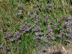 Thymus oenipontanus