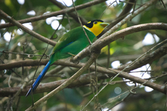 Psarisomus dalhousiae cyanicauda