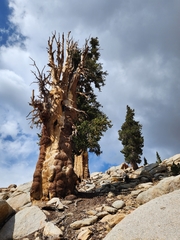 Pinus balfouriana austrina
