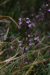 Thymus oenipontanus