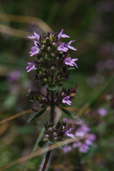 Thymus oenipontanus