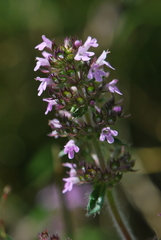 Thymus oenipontanus