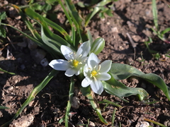 Ornithogalum lanceolatum