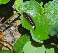 Newzealandia
