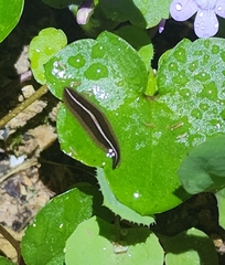 Newzealandia