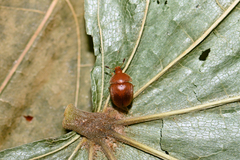 Cychramus luteus