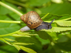Lissachatina fulica