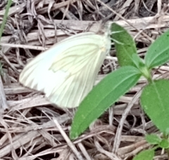 Ascia monuste monuste