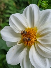 Apis mellifera scutellata