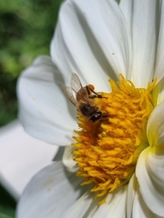 Apis mellifera scutellata