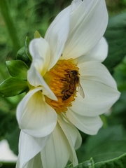 Apis mellifera scutellata