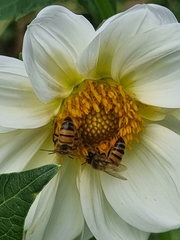 Apis mellifera scutellata