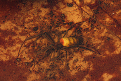 Trichonephila turneri