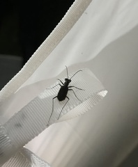 Myriochila semicincta