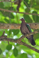 Chalcophaps indica