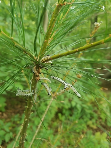 White Pine Sawfly photo 4