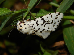 Alpenus