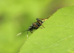 Tenthredo silensis