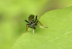 Tenthredo silensis