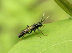 Tenthredo silensis