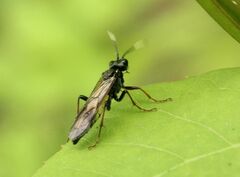 Tenthredo silensis