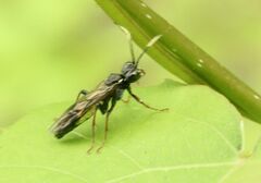 Tenthredo silensis