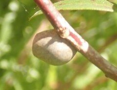Doratifera vulnerans