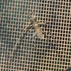 Didymocantha obliqua