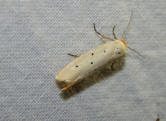 Ethmia rhomboidella